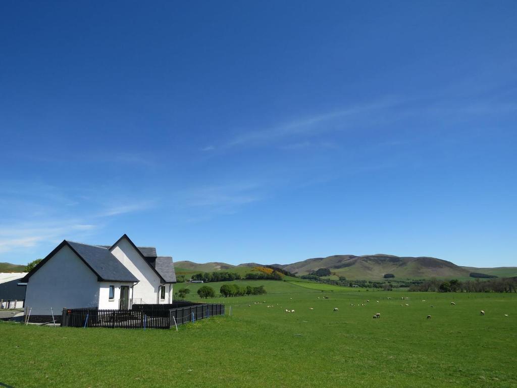 a white house in a green field with sheep at Blueacres in Skirling