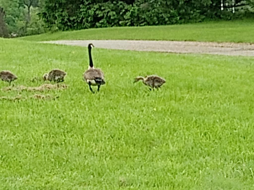 a group of birds in a field of grass at 2,000 ft home on the St Lawrence, incredible views Canada, hot tub in Ogdensburg