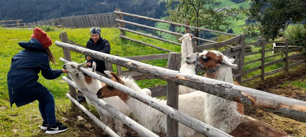 a couple of people feeding goats from a fence at Much`s Bergstüberl in Wattenberg