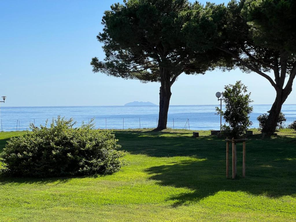 twee bomen in een veld met de oceaan op de achtergrond bij Appartement n 79 Moriani plage in Santa-Lucia-di-Moriani