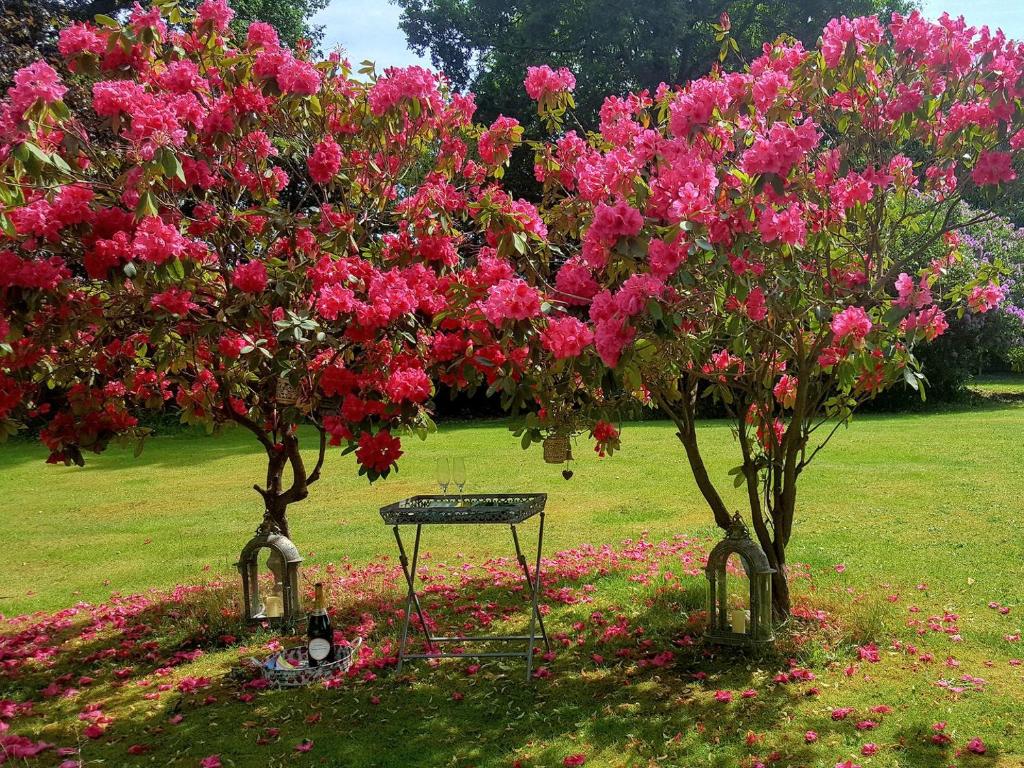 two trees with pink flowers in a park at Kipling Cottage in Burwash