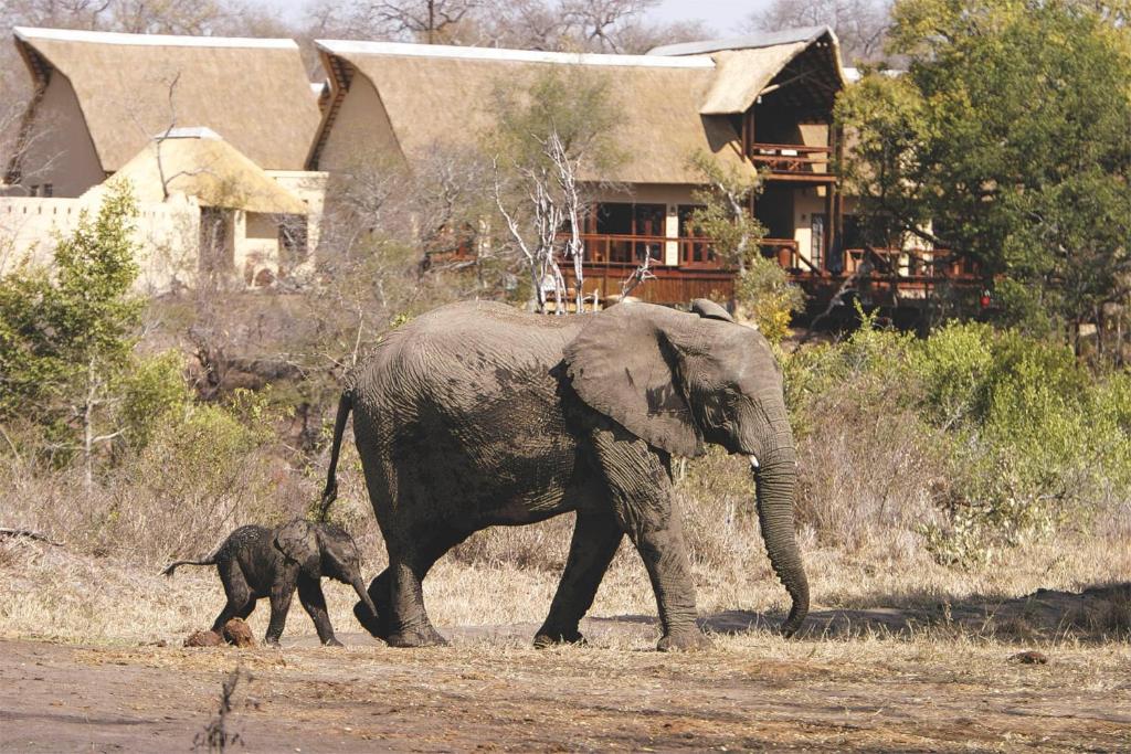Un bebé elefante caminando junto a un elefante adulto en Elephant Plains Game Lodge en Sabi Sand Game Reserve