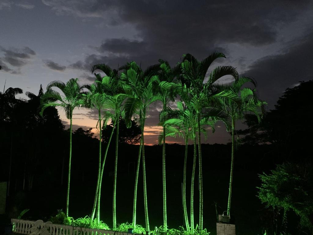 un grupo de palmeras iluminadas por la noche en Chácara com Piscina, Churrasqueira, Salão de Jogos, Campo futebol en Itariri