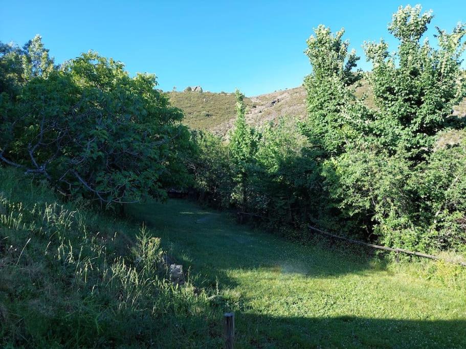 un grupo de árboles en una colina con un campo en Las Peonías Casa Rural, en Almiruete