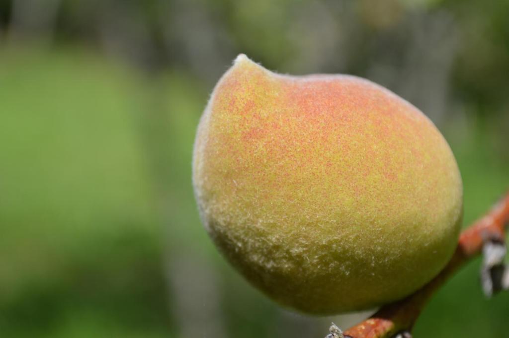  Chalés Serrinha do Papagaio