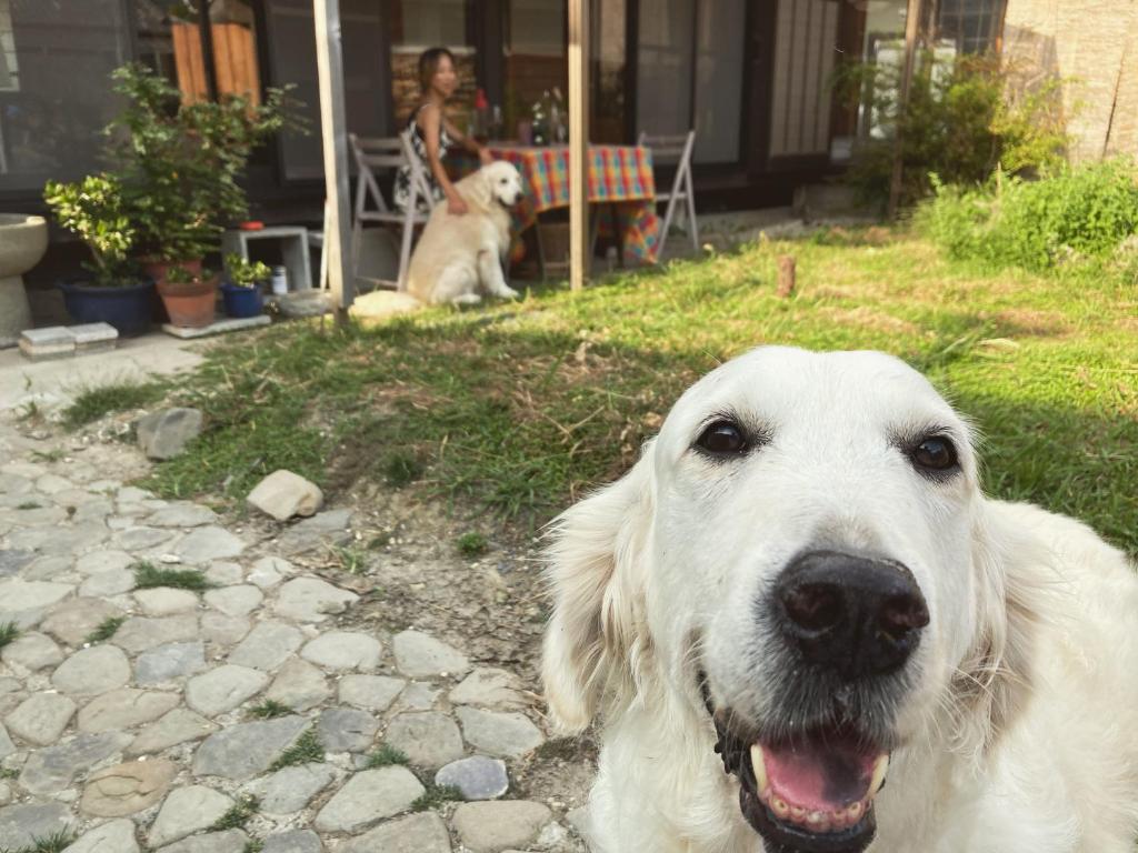 Domácí mazlíčci ubytovaní s hosty v ubytování 犬と泊まれる平屋Dog friendly house 黄昏