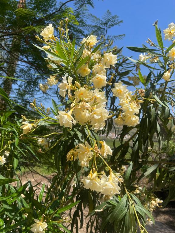 Fotografie z fotogalerie ubytování Finca Limoneros v destinaci Alora