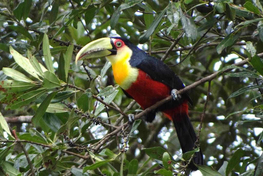  Pousada Chalé da Floresta