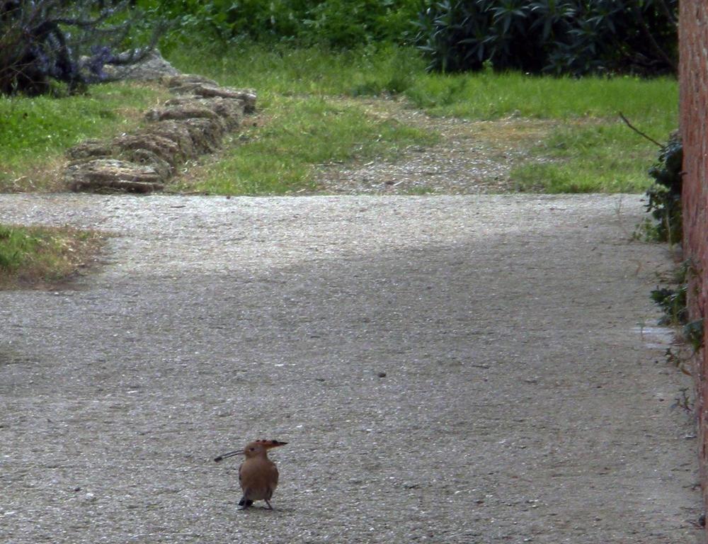 Állatok a panzióban vagy a közelben