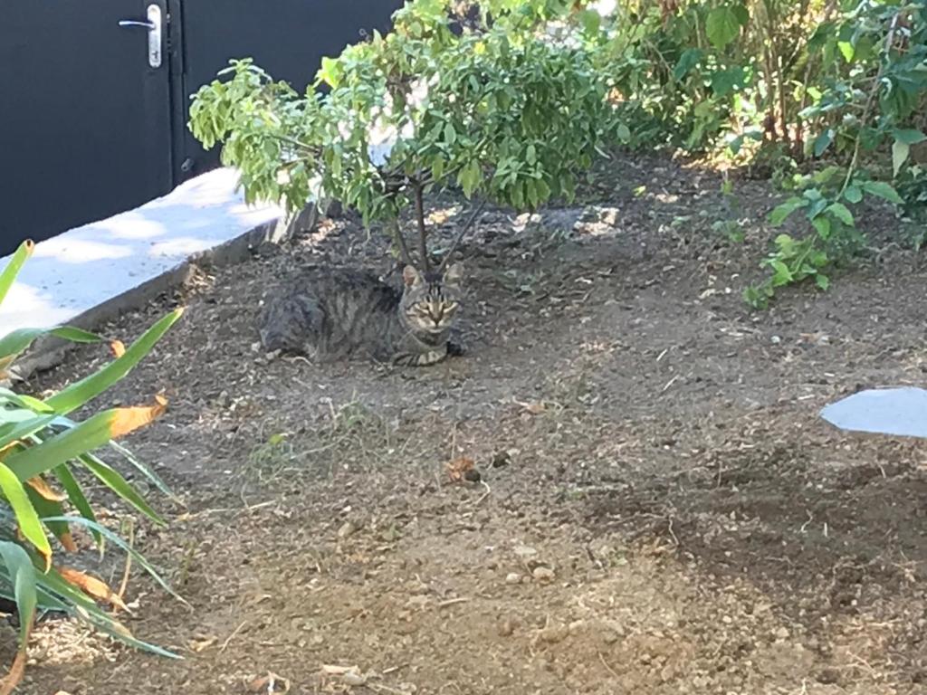 a cat sitting in the dirt under a tree at Guest House Eden in Tbilisi City