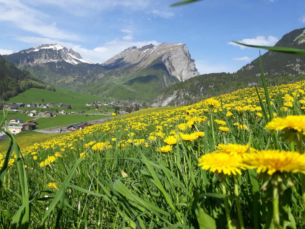a field of yellow flowers with mountains in the background at Fernblick Frühstückspension in Schoppernau