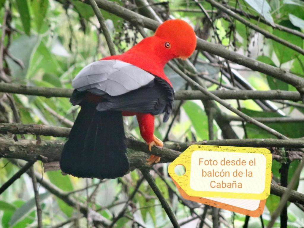un perroquet perché sur une branche d'arbre avec un panneau dans l'établissement Hostal y cabañas los Juanes, à Jardín