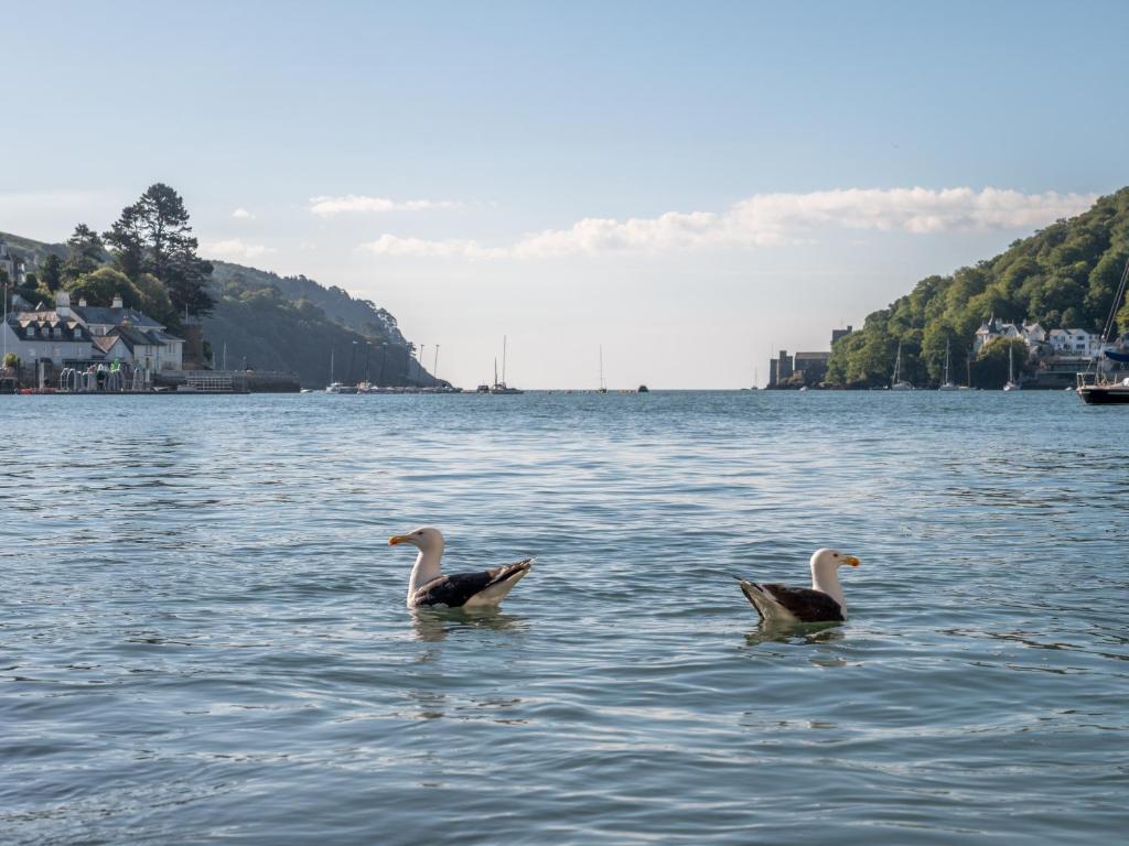 twee eenden zwemmen in een grote hoeveelheid water bij Waterfront House in Dartmouth