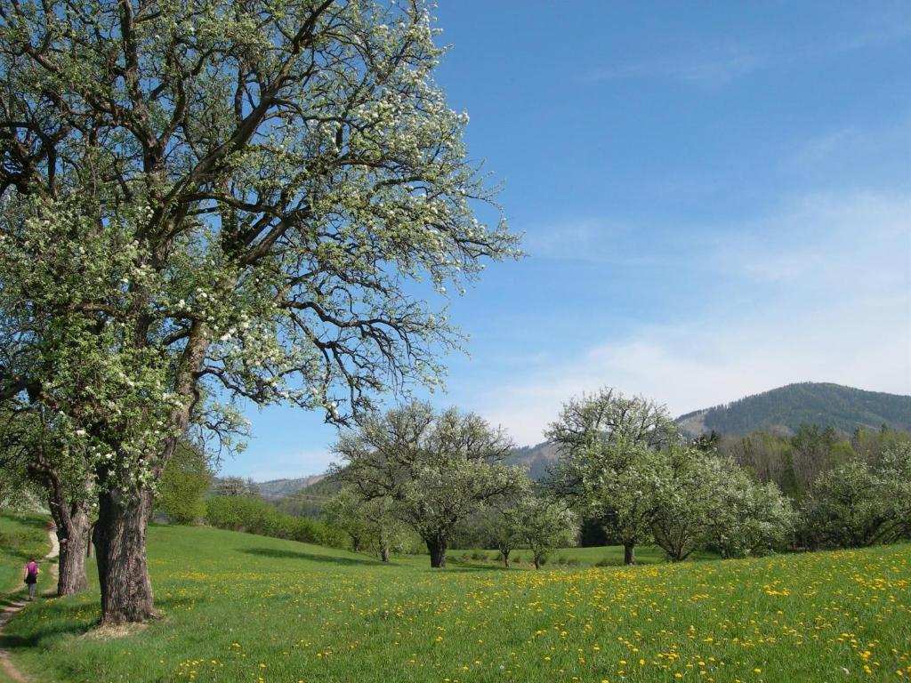 Príroda v okolí dovolenkového domu