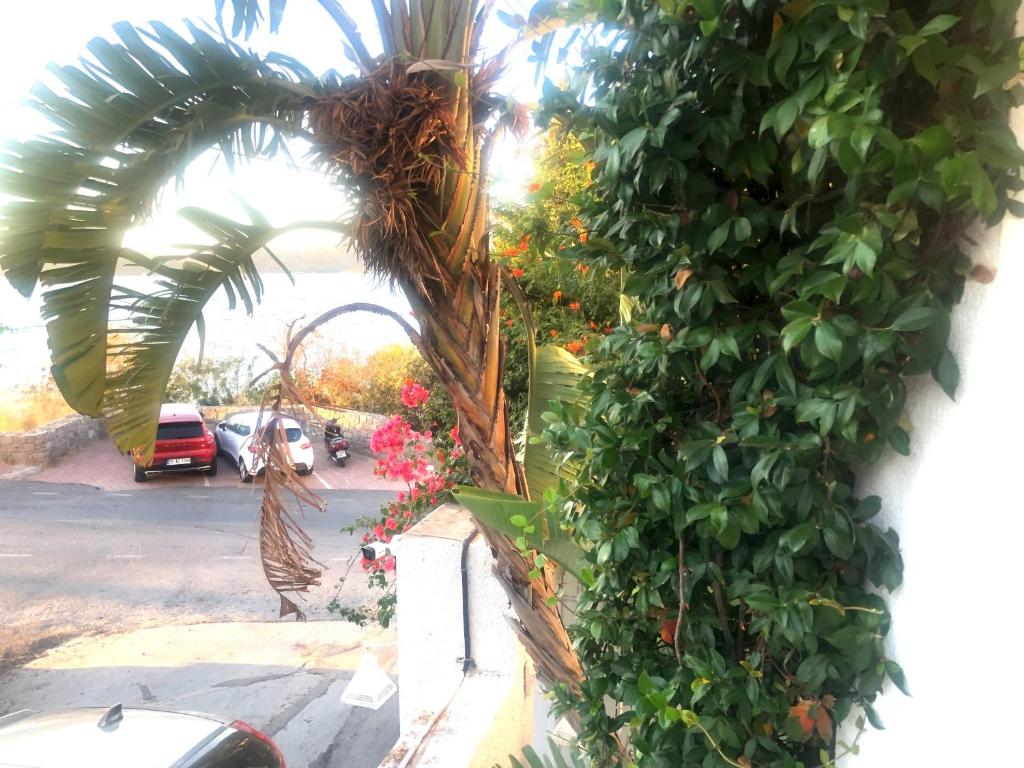 Fotografie z fotogalerie ubytování Casita Verdi Evleri v destinaci Yalıkavak