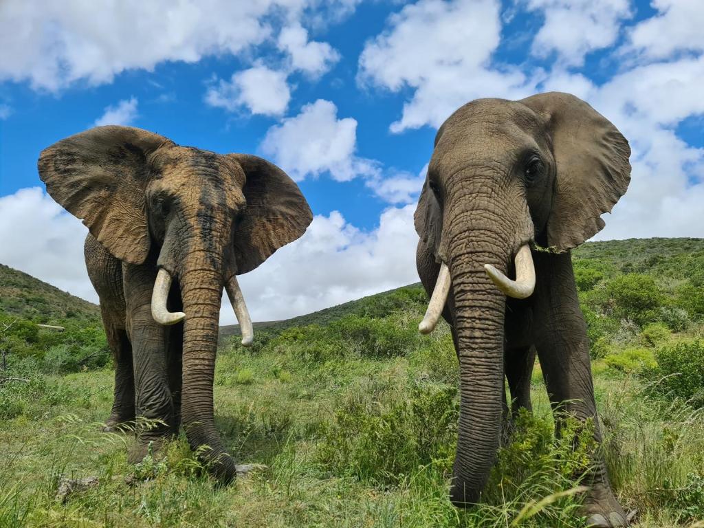 Boggomsbaai的住宿－英達盧禁獵保護區木屋，两头大象在田野里彼此相邻