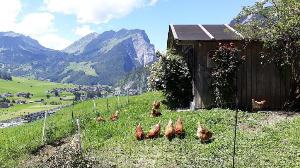 a group of chickens standing in the grass near a fence at Fernblick Frühstückspension in Schoppernau