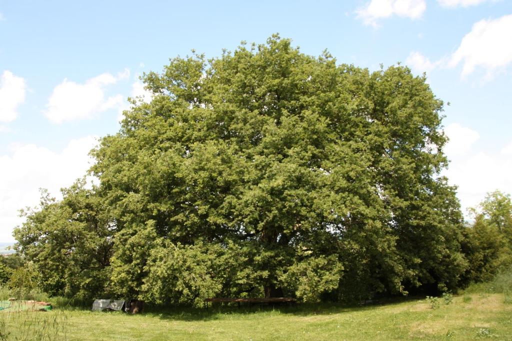 uma grande árvore no meio de um campo em Poggio del Castagno em Pitigliano