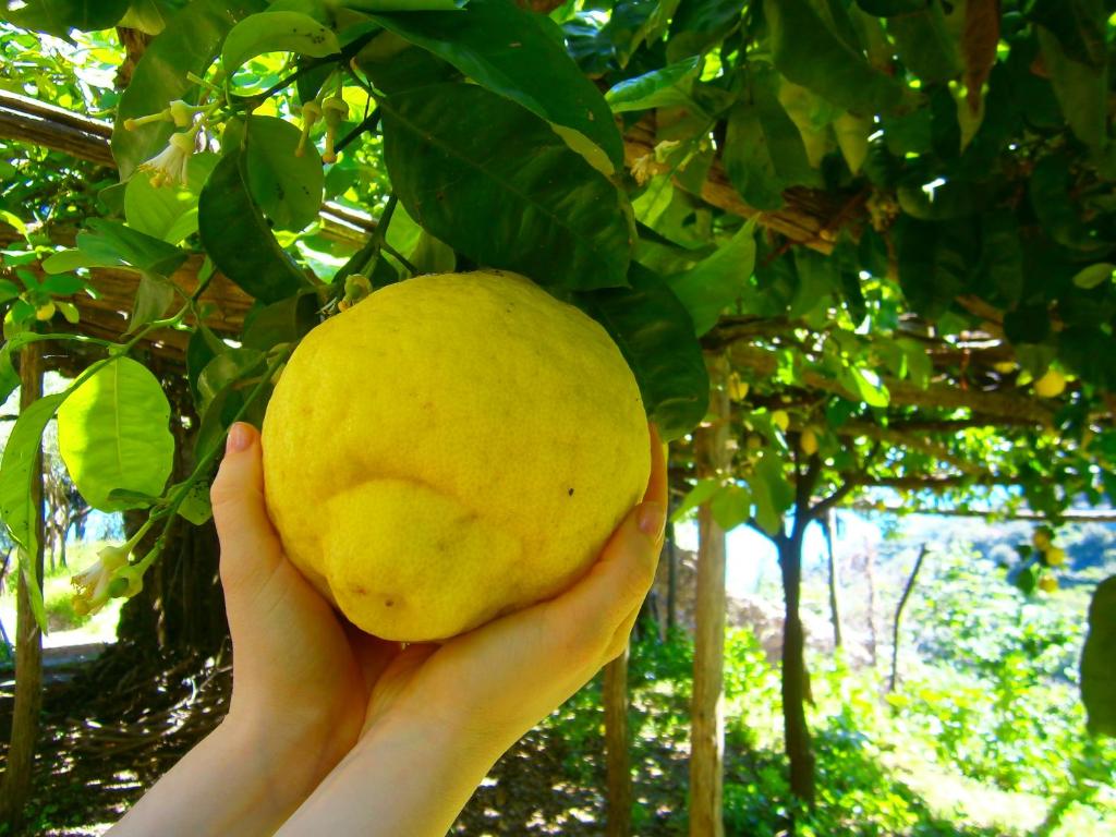 una persona sosteniendo un limón amarillo colgando de un árbol en Villa En Rose, en Ravello