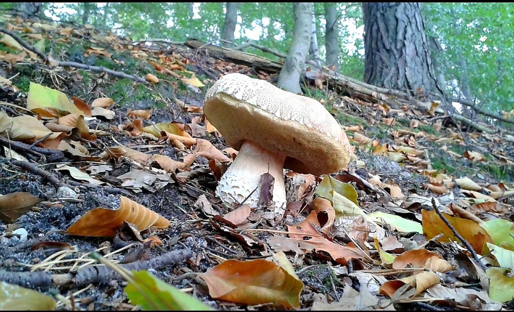 Fotografia z galérie ubytovania Saneczkowa3.10 v destinácii Karpacz