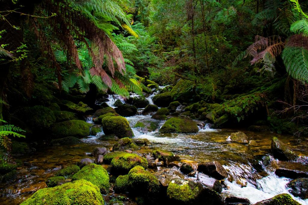 a stream in the middle of a lush green forest at Bruny Island Oceanfront Luxe Cabin with Spa in Adventure Bay