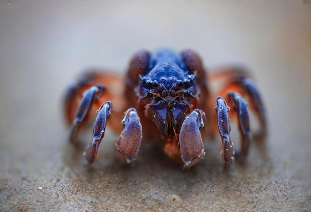 a close up of a spider on the floor at Bruny Island Oceanfront Luxe Cabin with Spa in Adventure Bay