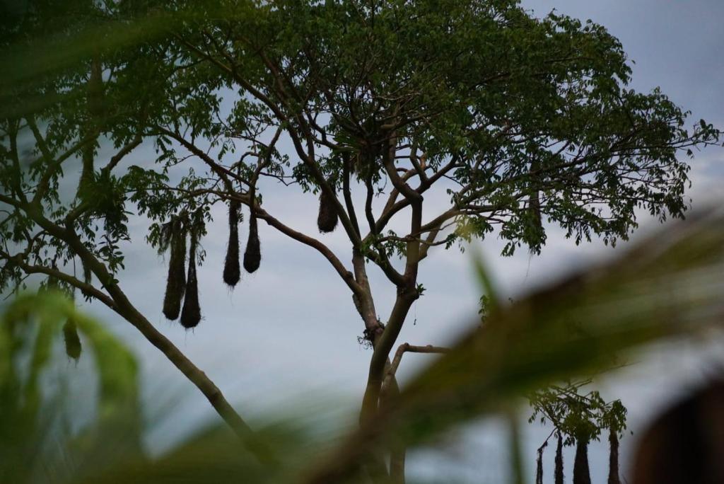 Fotografie z fotogalerie ubytování Bewak CR v destinaci Tortuguero