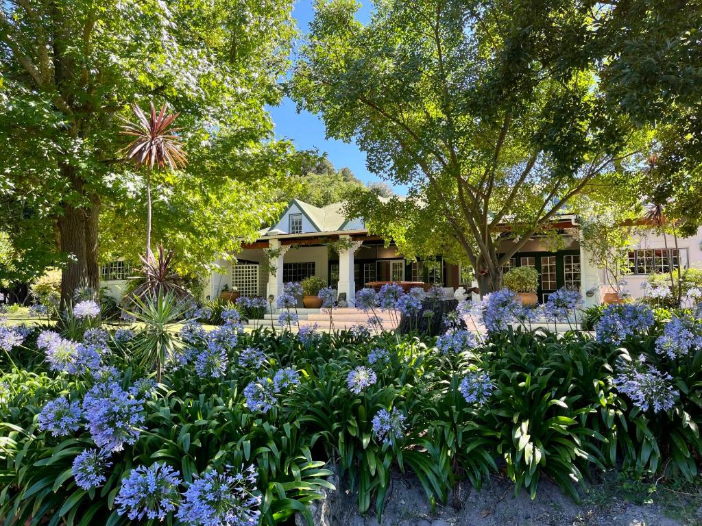 Franschhoek的住宿－德布倫德爾住宿加早餐旅館，一座花园,在房子前面种有紫色的花朵