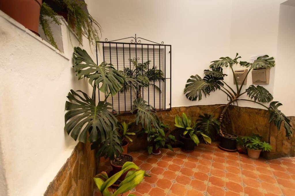 Zahrada ubytování Precioso piso de 3 dormitorios, cocina y 1 baño