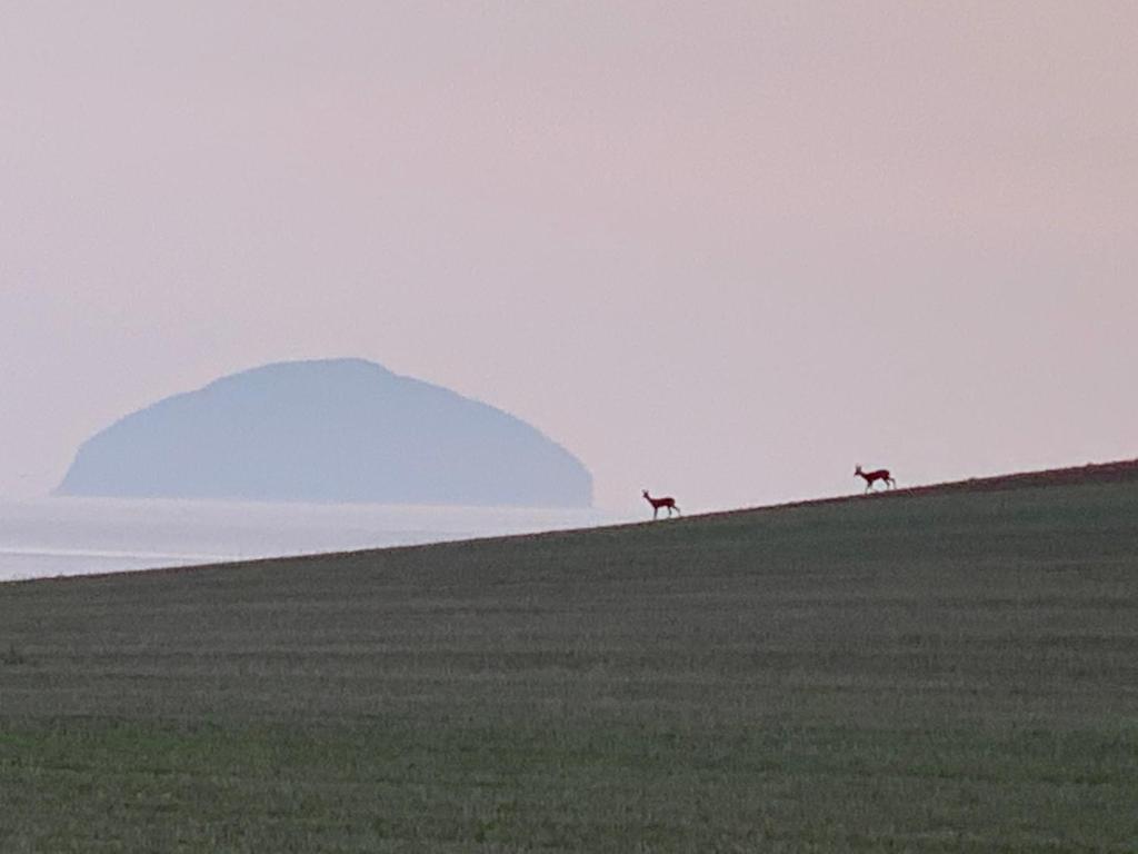 two giraffes walking on a hill with a mountain in the background at Turnberry Holiday Park fantastic Seaview in Girvan