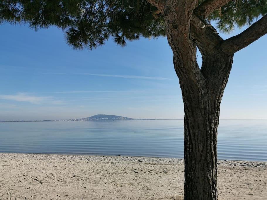 a tree sitting on the beach next to the water at Mèze, charmant petit studio proche port in Mèze