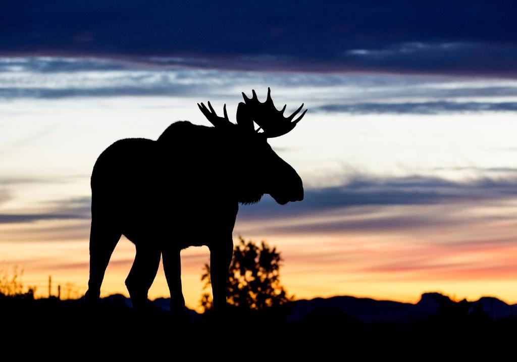 eine Silhouette eines Elchs vor einem Sonnenuntergang in der Unterkunft Wildlife Panorama Lofoten in Bøstad