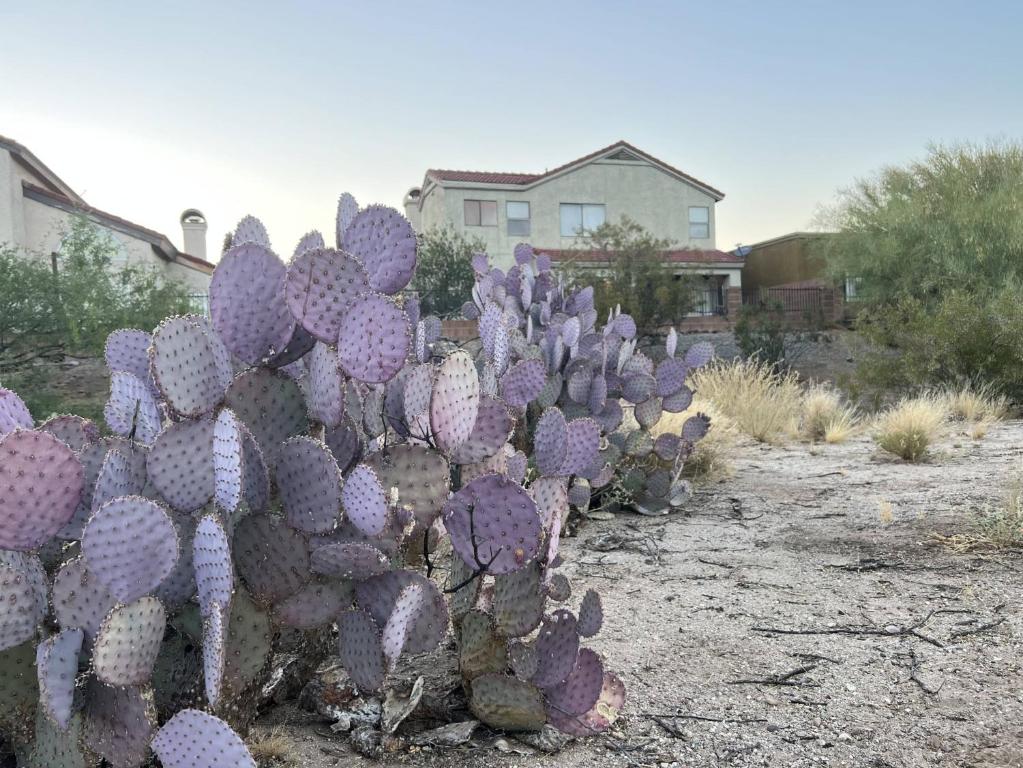 a group of purple cactus in a yard at The Desert Oasis at #LambertPark Tucson - 4BD + Unobstructed Mountain Views in Tucson