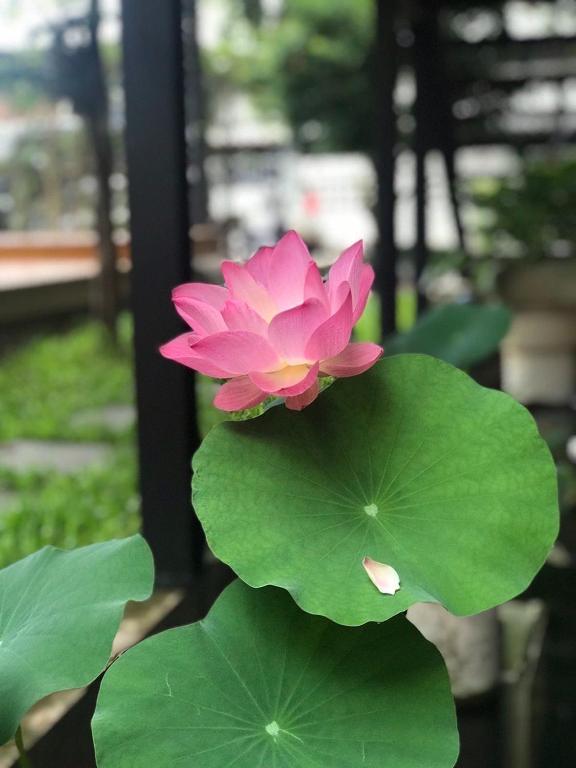 The Wishes Hotel at Chiangmai - Resim 32