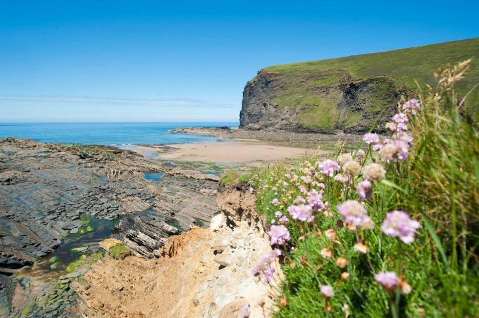 a field of pink flowers on the side of a beach at Parada Cottage at Crackington Haven, near Bude and Boscastle, Cornwall in Bude