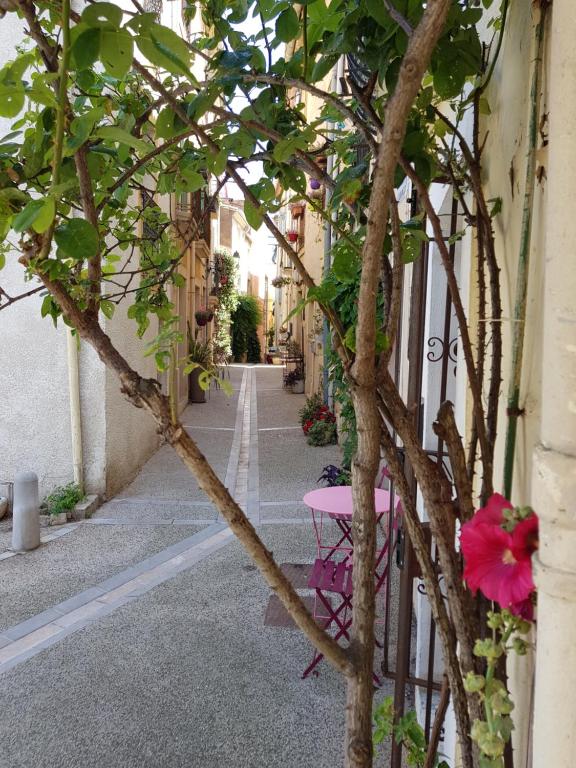 Ogród w obiekcie La Trémière, maison de village, sauna, vue garrigue