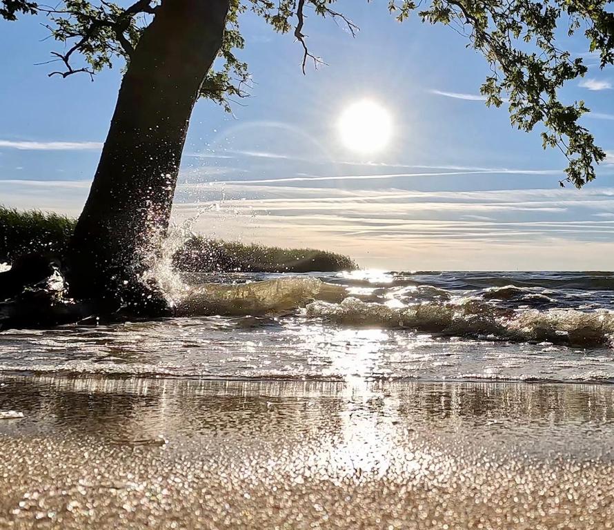 ein Baum am Strand mit dem Meer in der Unterkunft Ferienwohnung SEA in Vogelsang