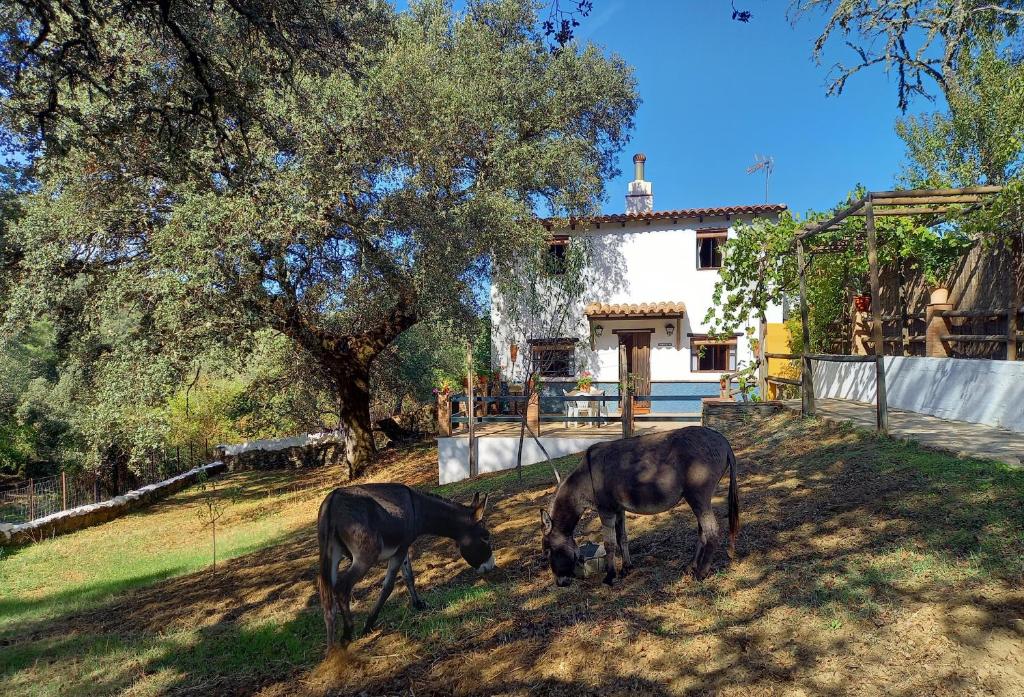 dos caballos pastando en el pasto cerca de una casa en La Encina Casa Rural, 