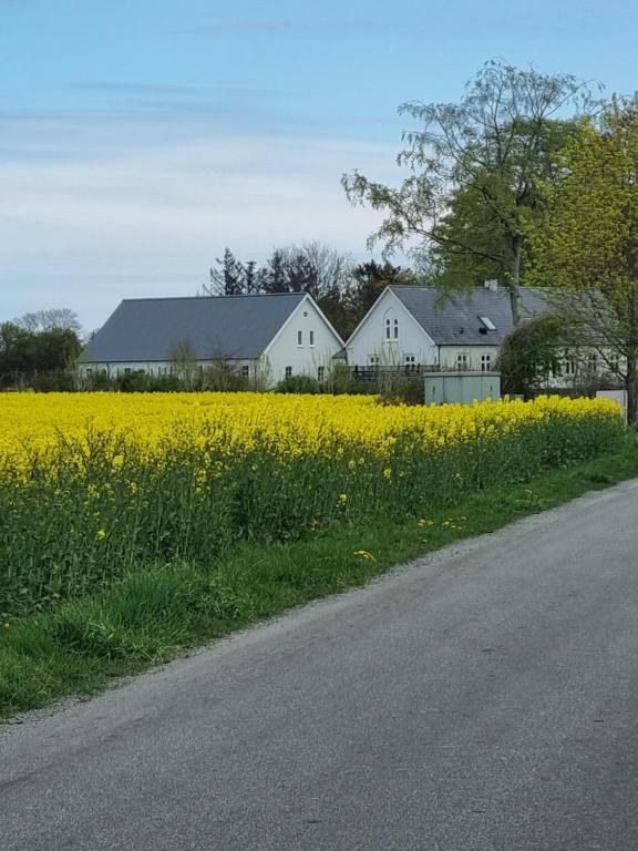 a field of yellow flowers next to a road at Birkelund BnB in Otterup
