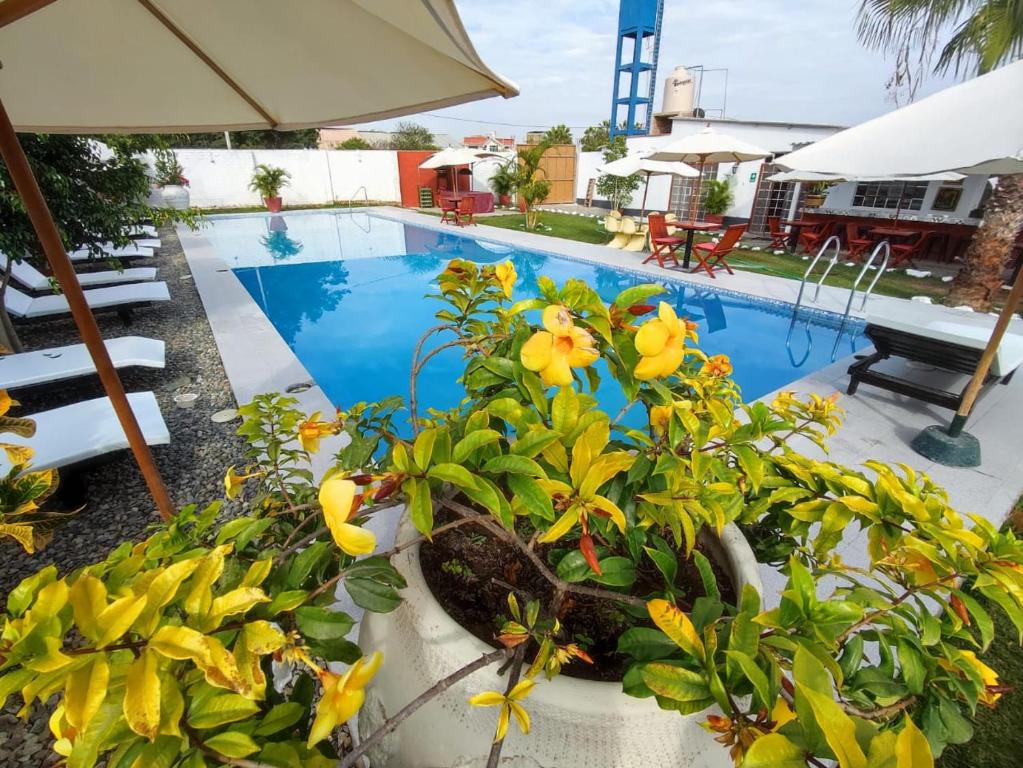 una piscina con flores amarillas en una plantadora junto a ella en Hermosa Casa de Campo con Piscina grande en Chiclayo, en Ferreñafe