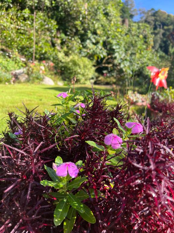 Un jardín fuera de Bambito´s Café & Hostel