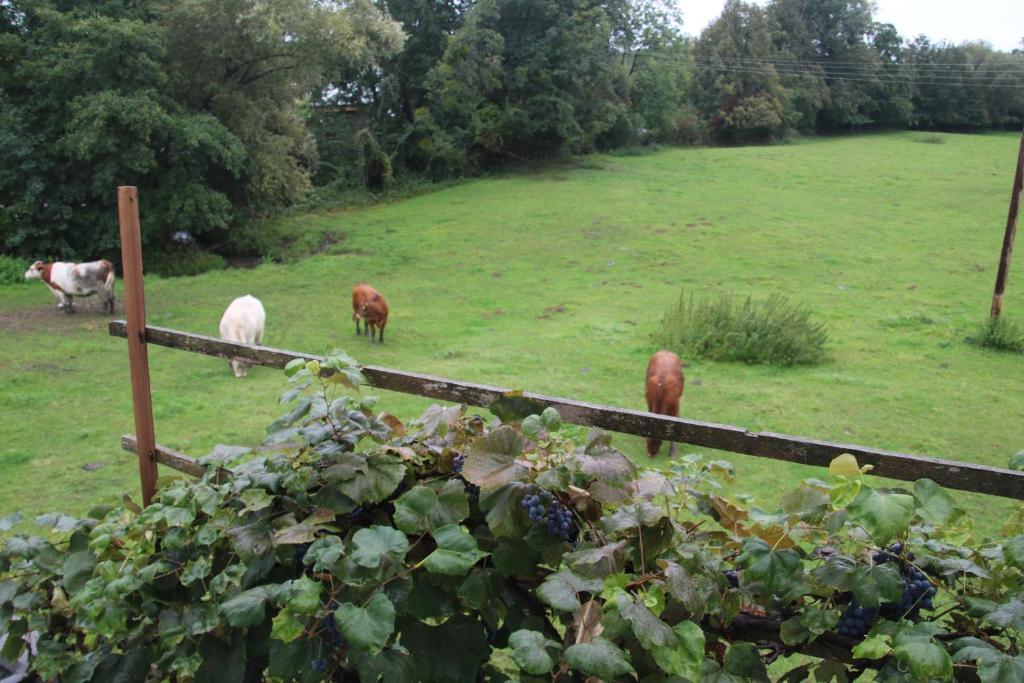 un grupo de vacas pastando en un campo en Ferienhaus Blaukovitsch en Weiz