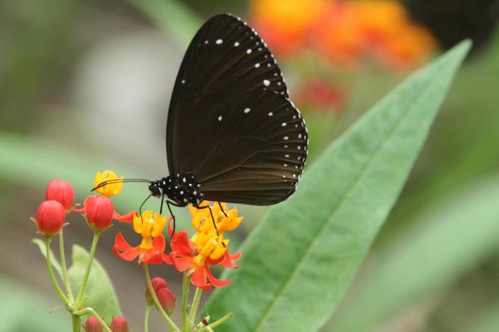Fotografie z fotogalerie ubytování Butterfly B&B v destinaci Manzhou