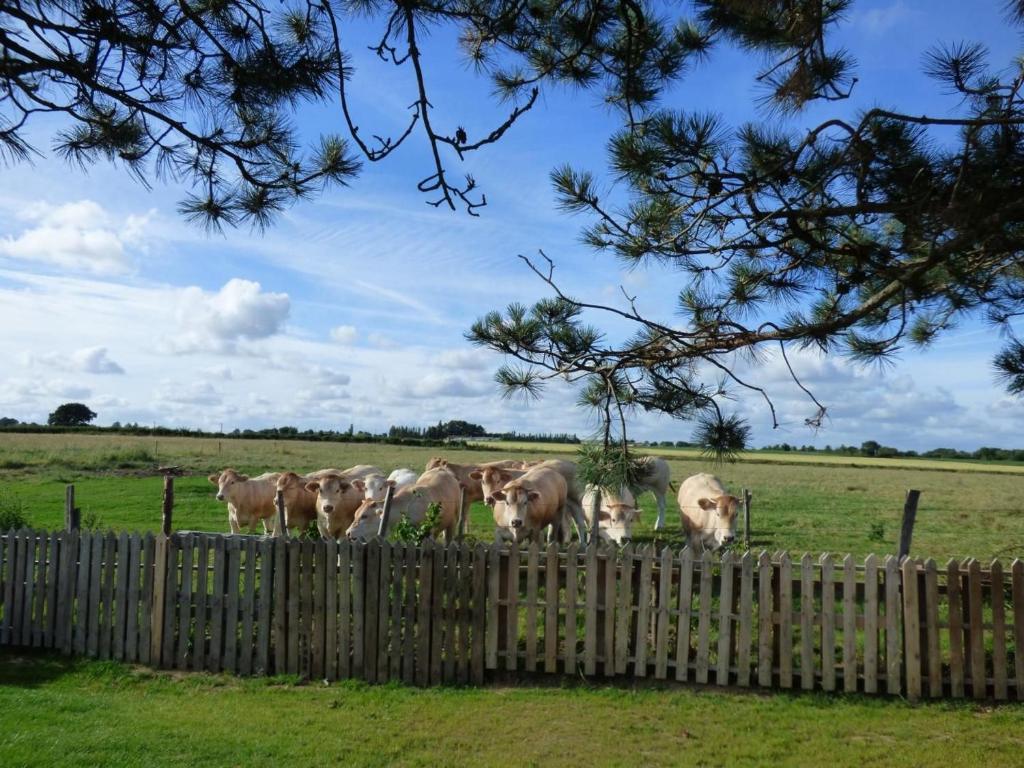 a herd of cows standing behind a wooden fence at Gîte Le Bernard, 6 pièces, 10 personnes - FR-1-426-164 in Le Bernard