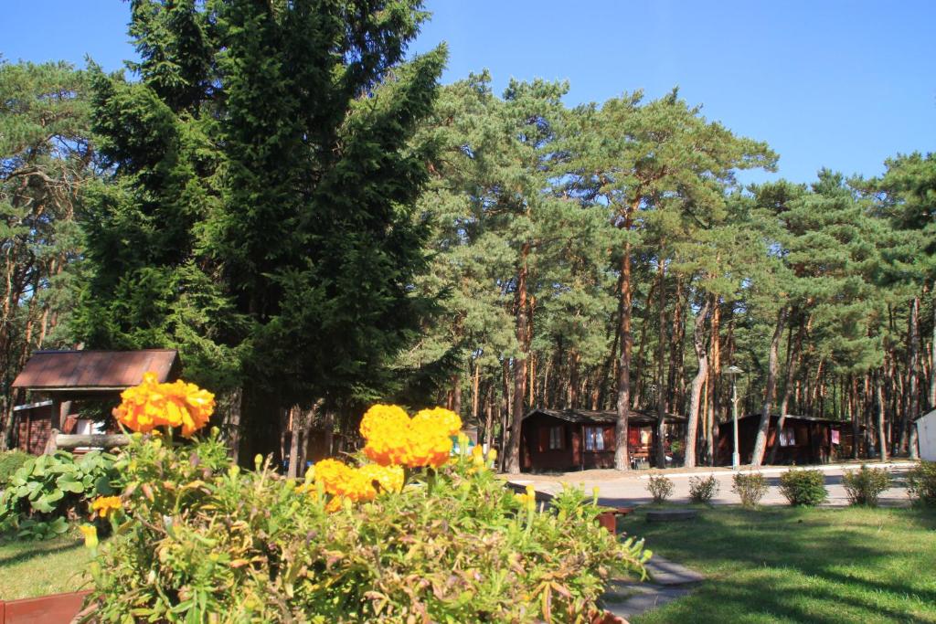 a garden with yellow flowers and trees and a building at Ośrodek Portus in Międzywodzie