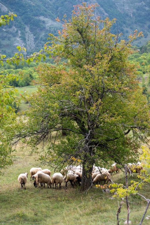 Etno Village Vojnik - 2
