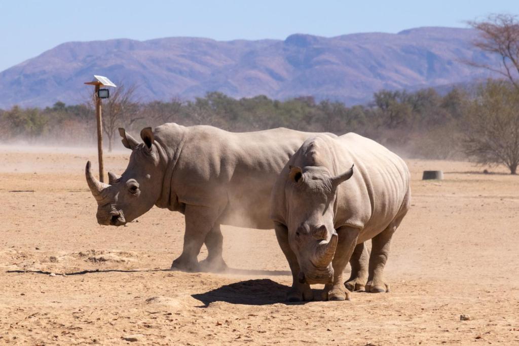 two rhinos standing next to each other in the dirt at Ugab Game Farm & Lodge in Vingerklip