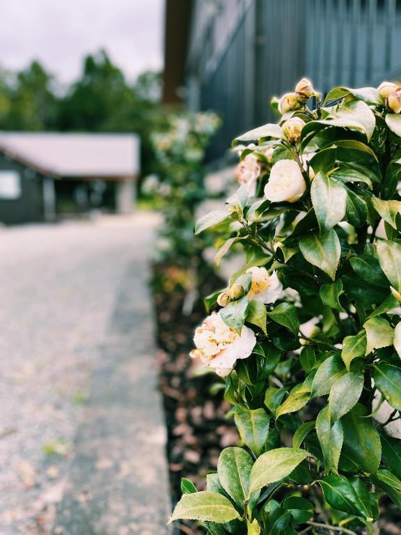 a bush with pink flowers next to a fence at Echo Lodge in Auckland