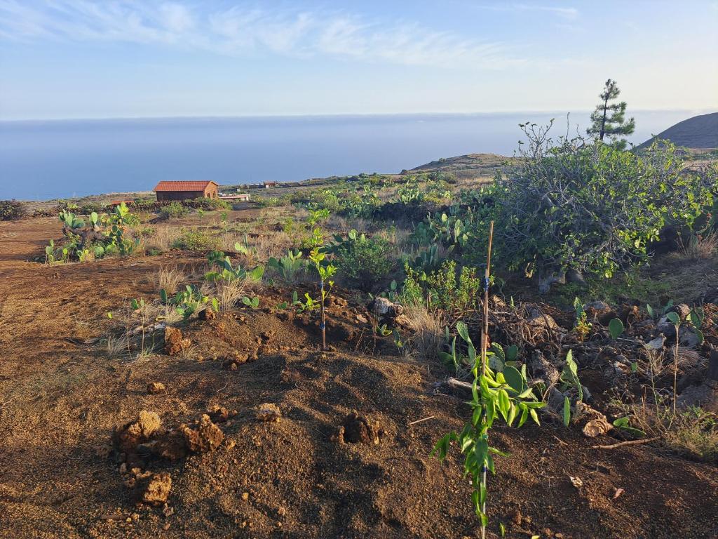 a field of plants on a hill with a house in the background at Las casitas de Pao in El Pinar del Hierro