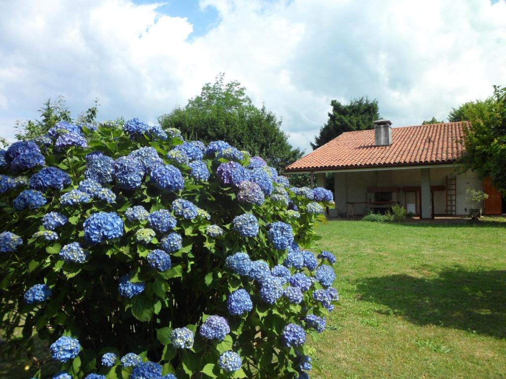 un cespuglio di fiori blu di fronte a una casa di B&B Cuei di Baret a Tricesimo